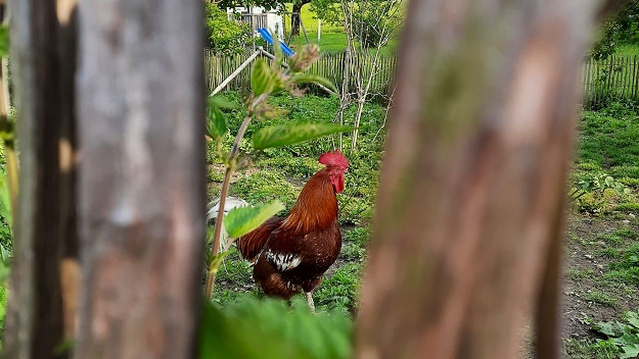 Unser Gockel "Charli" Unser Gockel "Charli"